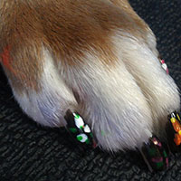 Dog Nail Painting